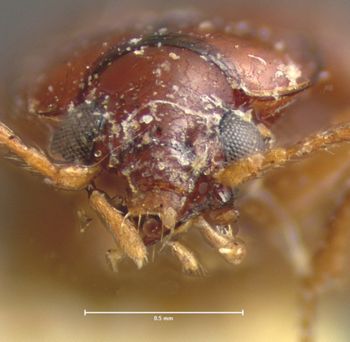 Media type: image;   Entomology 5581 Aspect: head frontal view